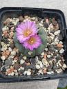 Lophophora fricii